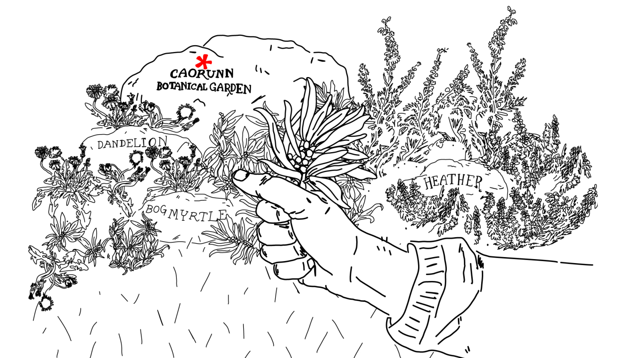 Handpicked Botanicals Illustration